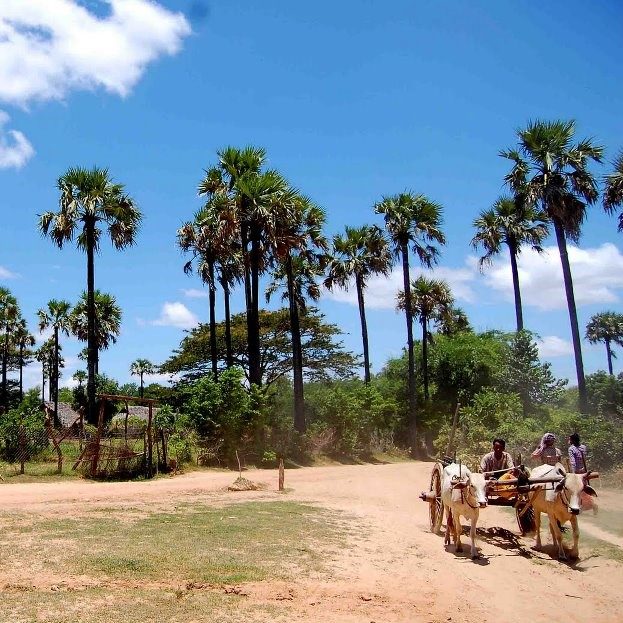 အညာမြေကို ပြန်မလား ရွှေညာမြေကို သွားမလား ?